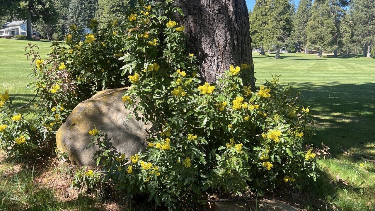 Photo of Outdoor in Lake Almanor West