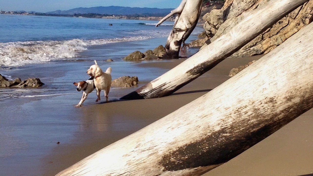 Photo of Others in East Beach