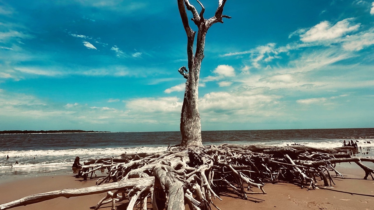 Photo of Others in East Beach
