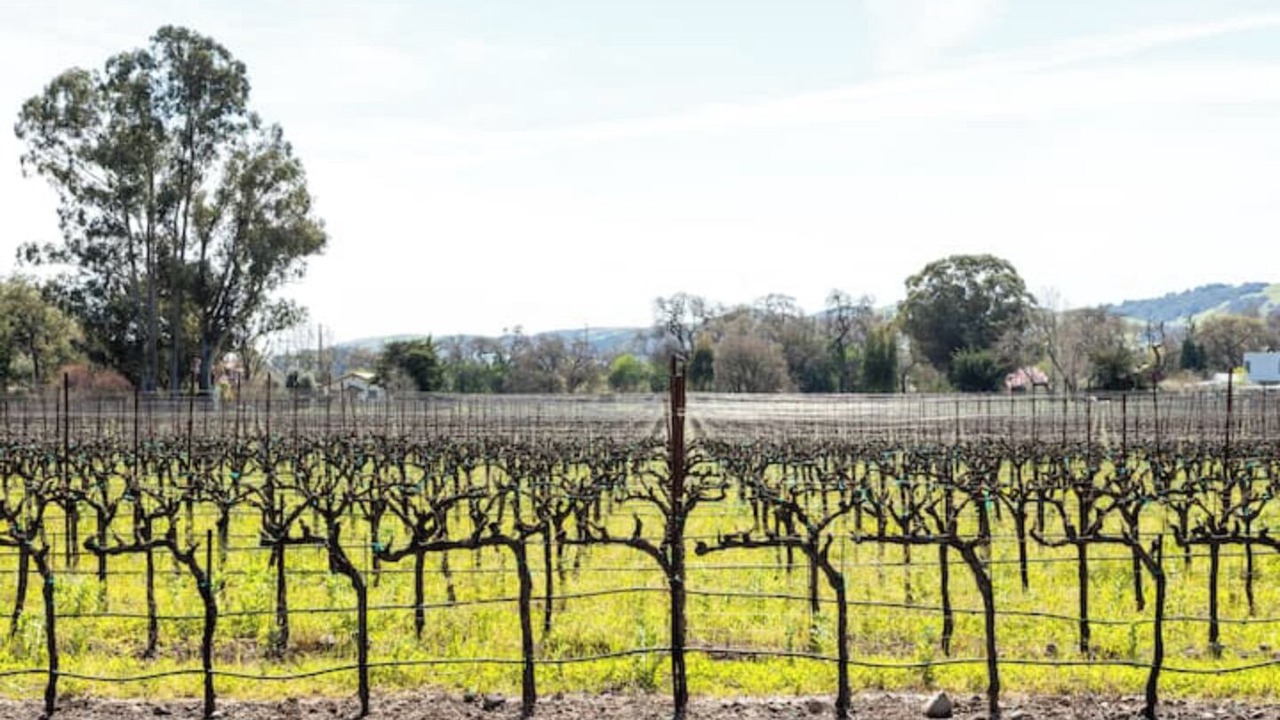 Photo of Others in Sonoma
