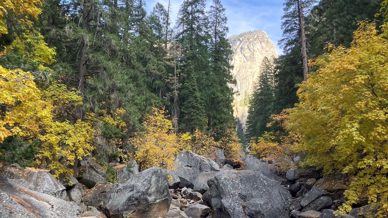 Photo of Others in Sugar Pine