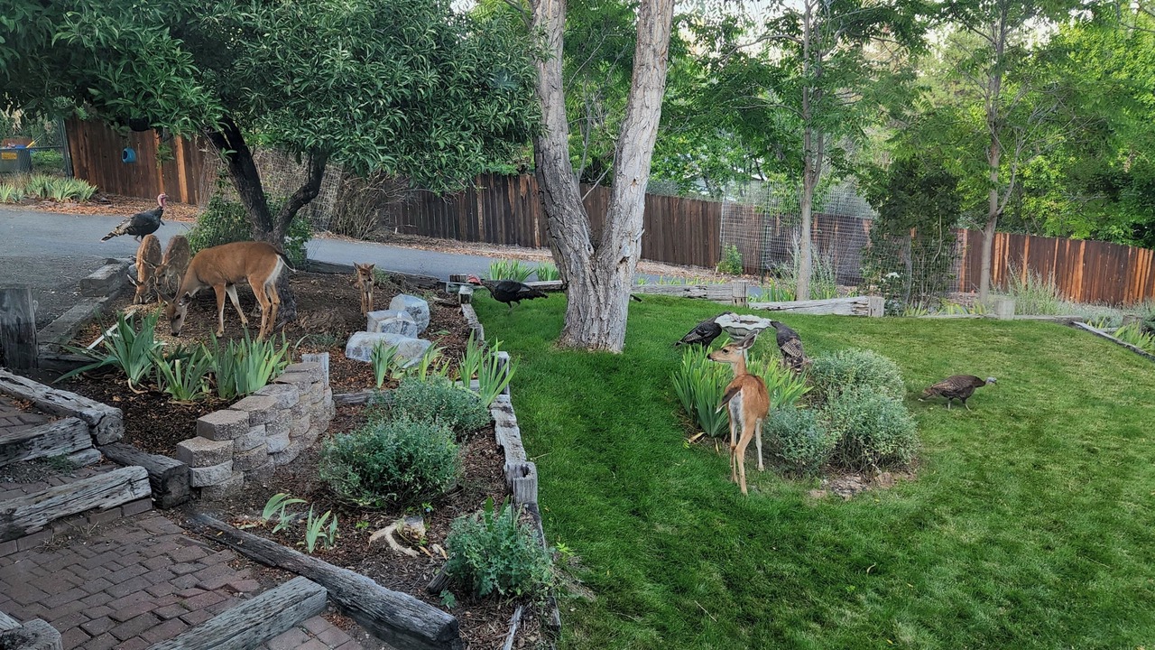 Photo of Outdoor in Yreka