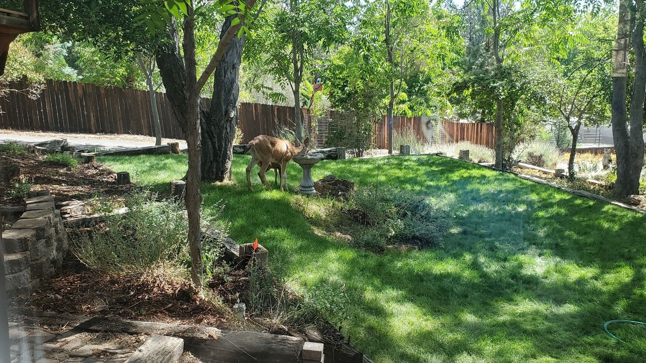 Photo of Outdoor in Yreka
