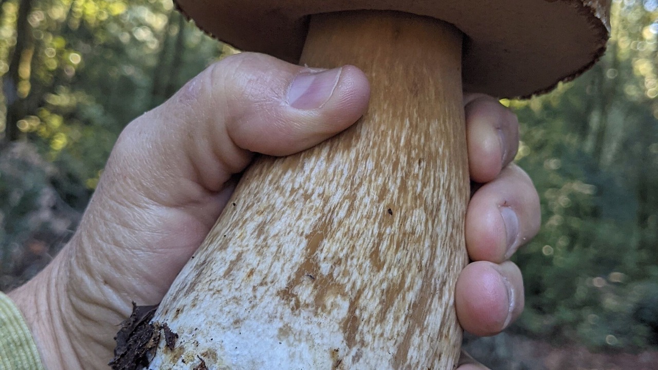Photo of Others in Cazadero