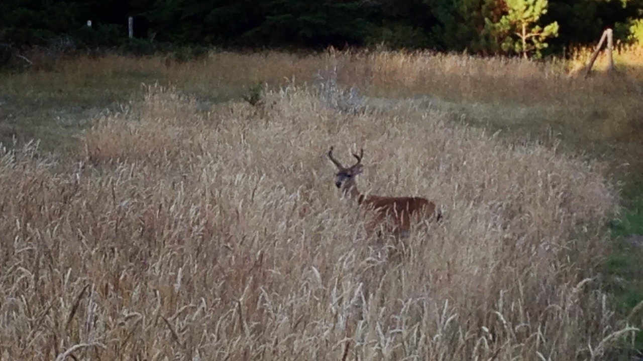 Photo of Others in Cazadero