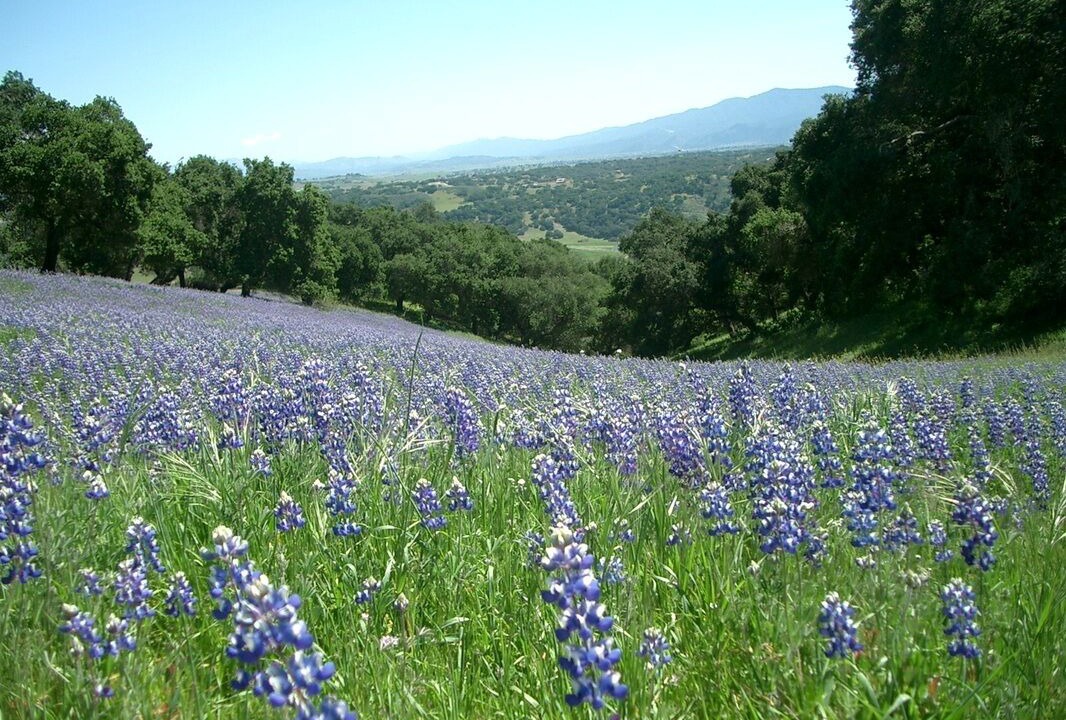 Photo of Others in Santa Barbara County