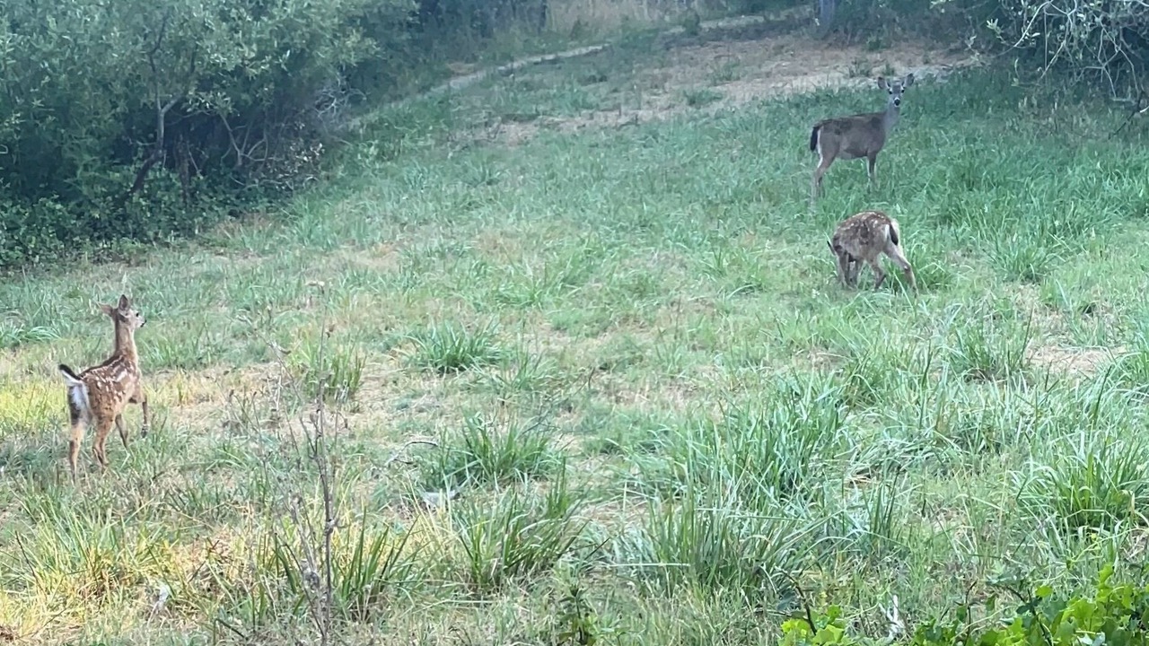 Photo of Others in Mill Valley
