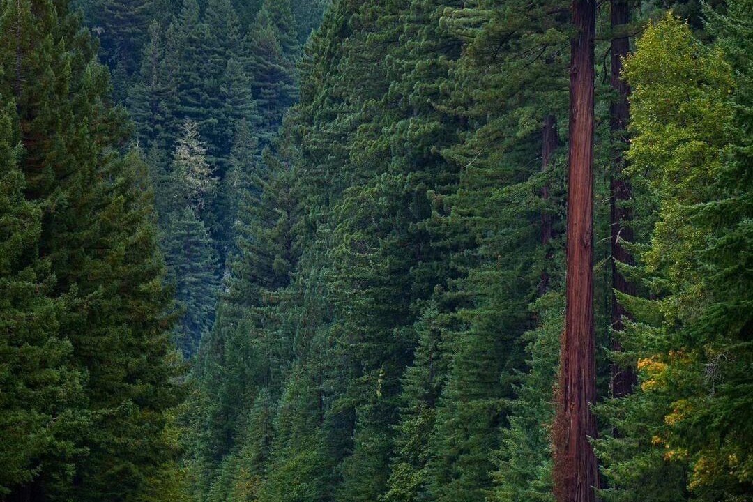 Photo of Others in McKinleyville