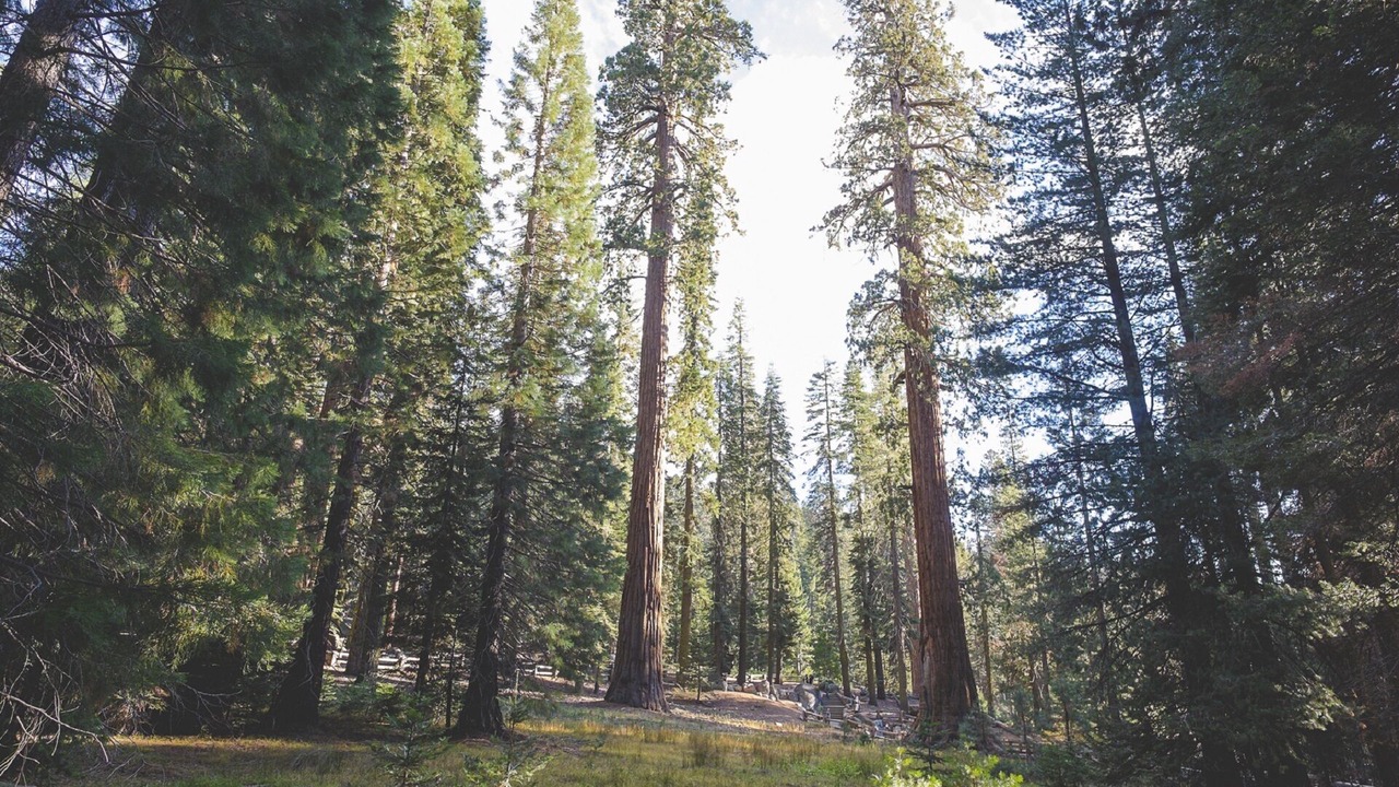 Photo of Outdoor in Kaweah