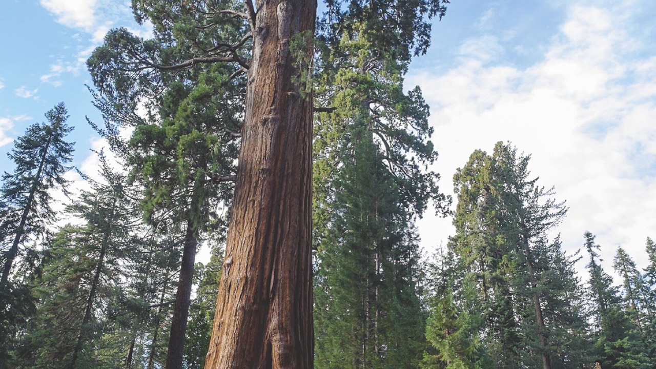 Photo of Others in Kaweah