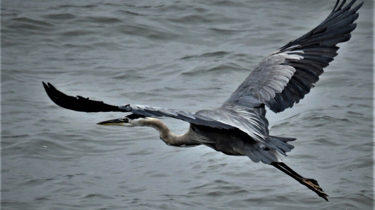 Photo of Others in Point Richmond