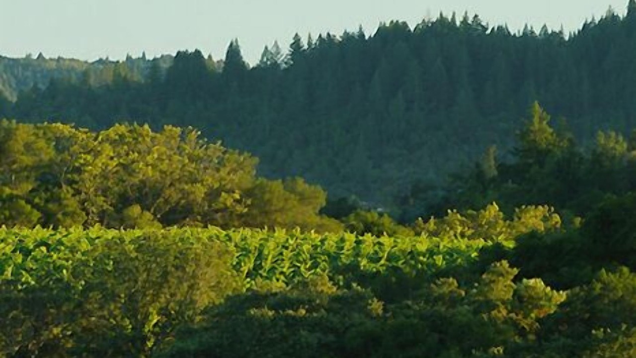Photo of Outdoor in Healdsburg