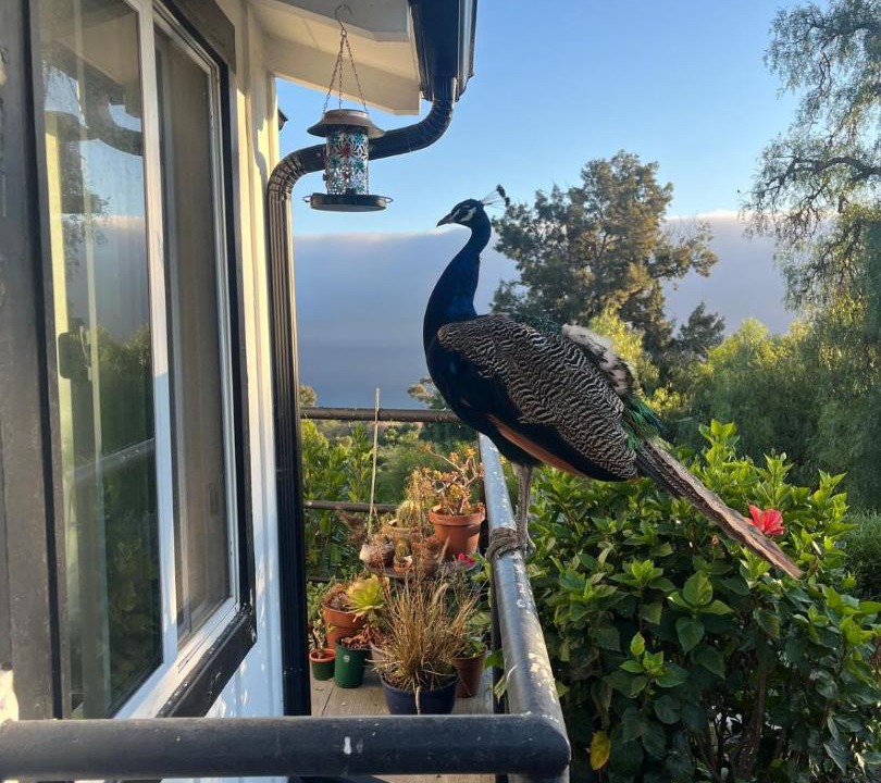 Photo of Others in Rancho Palos Verdes