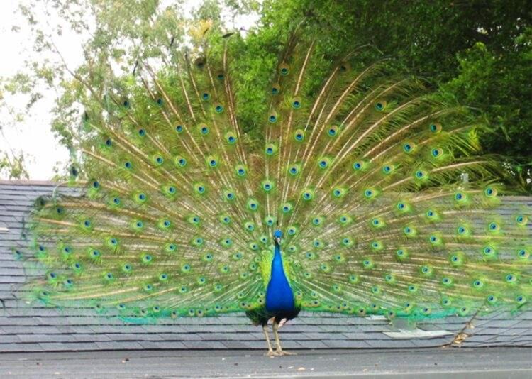 Photo of Others in Rancho Palos Verdes