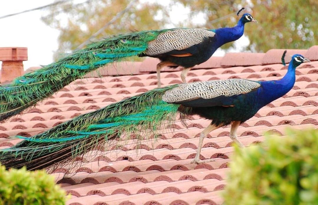Photo of Others in Rancho Palos Verdes