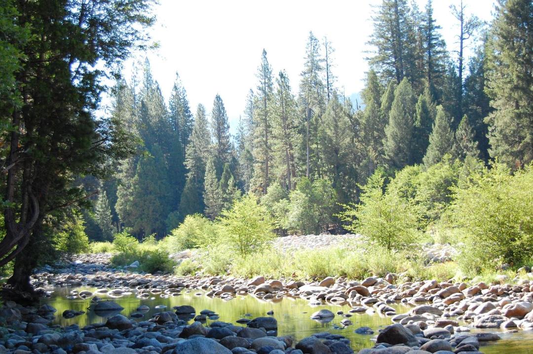 Photo of Others in North Wawona