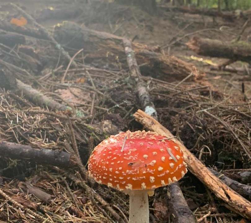 Photo of Outdoor in Arcata