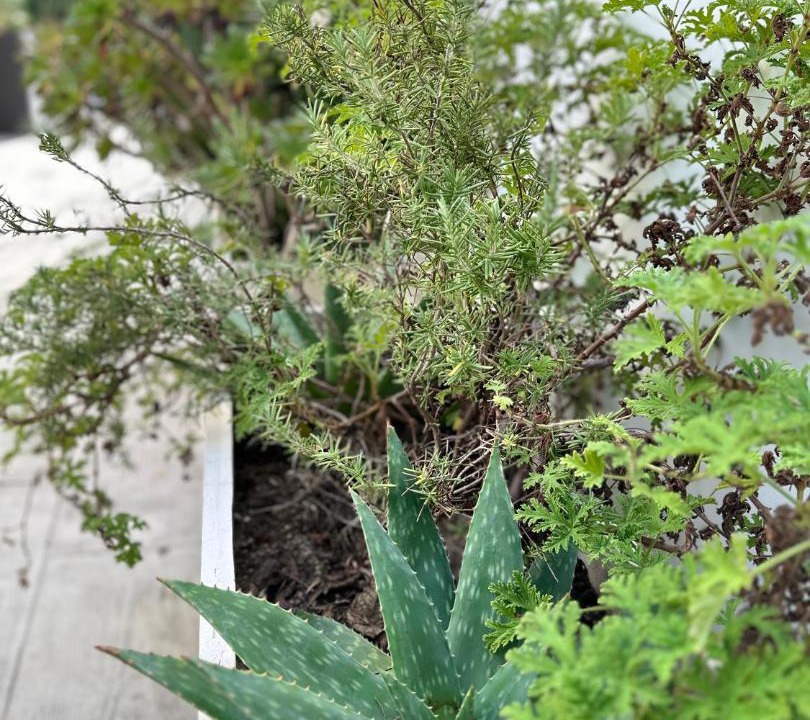 Photo of Others in Angelino Heights