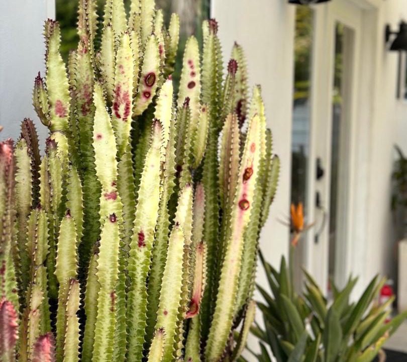 Photo of Others in Angelino Heights