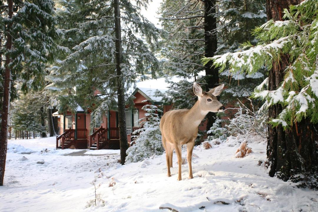 Photo of Others in Mount Shasta