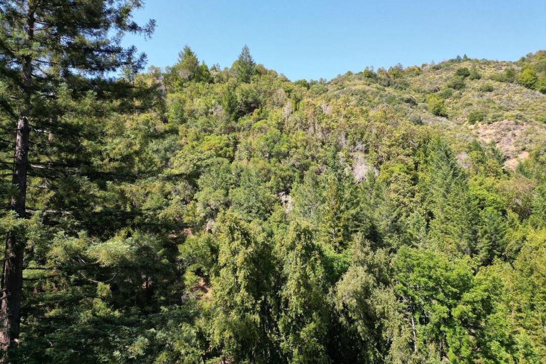 Photo of Others in Guerneville