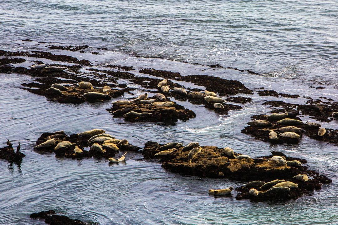 Photo of Others in Montara
