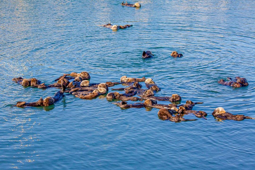 Photo of Others in Morro Bay
