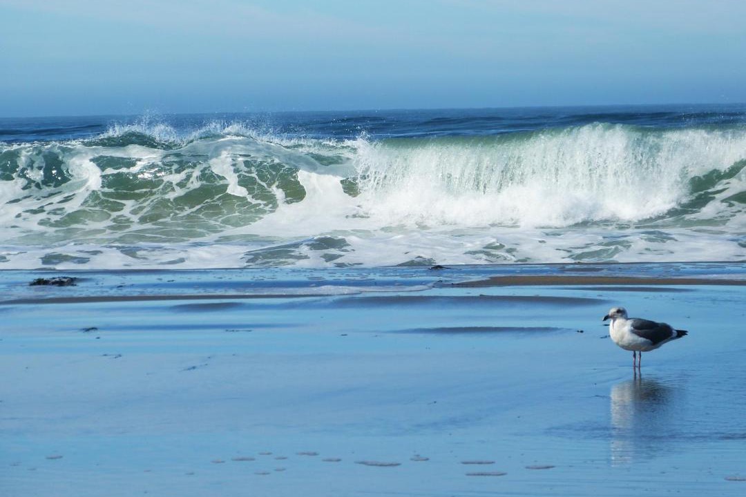 Photo of Human In Picture in Dillon Beach