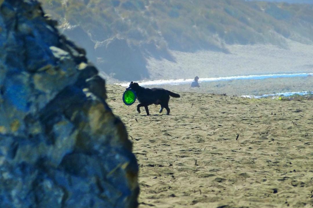 Photo of Others in Dillon Beach