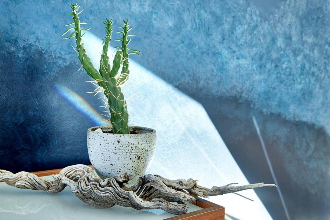 Photo of Others in Joshua Tree