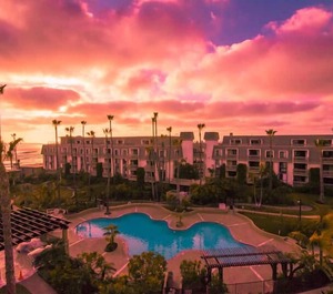 Palms 
